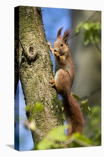 Red squirrel (Sciurus vulgaris) feeding in a tree, Bavaria, Germany, Europe-Konrad Wothe-Premier Image Canvas