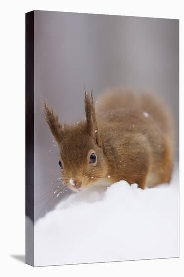 Red Squirrel (Sciurus Vulgaris) Foraging in Snow, Glenfeshie, Cairngorms Np, Scotland, February-Cairns-Premier Image Canvas