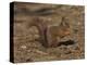 Red Squirrel, Sciurus Vulgaris, Formby, Liverpool, England, United Kingdom-Steve & Ann Toon-Premier Image Canvas