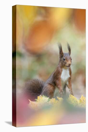 Red Squirrel (Sciurus Vulgaris) in Autumnal Woodland Leaflitter, the Netherlands, November-Edwin Giesbers-Premier Image Canvas