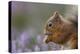 Red Squirrel (Sciurus Vulgaris) in Flowering Heather. Inshriach Forest, Scotland, September-Peter Cairns-Premier Image Canvas