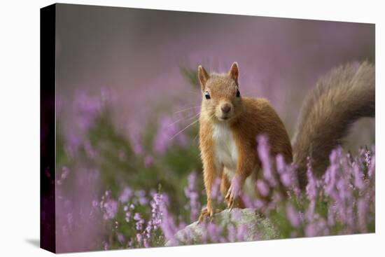 Red Squirrel (Sciurus Vulgaris) in Flowering Heather. Inshriach Forest, Scotland, UK, September-Pete Cairns-Premier Image Canvas