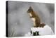 Red Squirrel (Sciurus Vulgaris) in Snow, Glenfeshie, Cairngorms Np, Scotland, February-Cairns-Premier Image Canvas