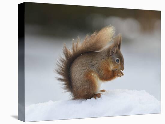 Red Squirrel (Sciurus Vulgaris), North Pennines, England, United Kingdom, Europe-David and Louis Gibbon-Premier Image Canvas