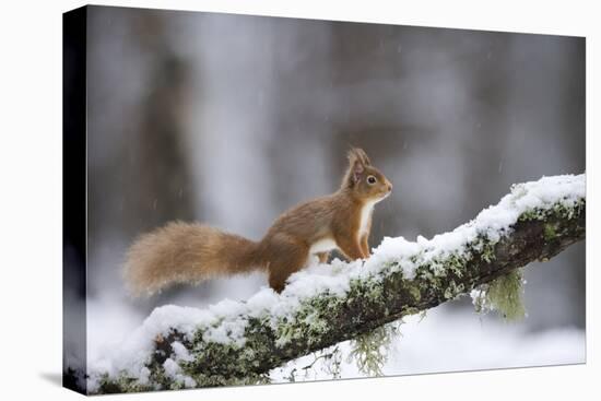 Red Squirrel (Sciurus Vulgaris) on Branch in Snow, Glenfeshie, Cairngorms National Park, Scotland-Cairns-Premier Image Canvas