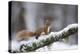 Red Squirrel (Sciurus Vulgaris) on Branch in Snow, Glenfeshie, Cairngorms National Park, Scotland-Cairns-Premier Image Canvas