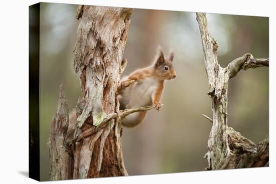 Red Squirrel (Sciurus Vulgaris) on Old Pine Stump in Woodland, Scotland, UK, November-Mark Hamblin-Premier Image Canvas