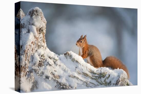 Red Squirrel (Sciurus Vulgaris) on Pine Stump in Snow, Scotland, UK, December-Mark Hamblin-Premier Image Canvas