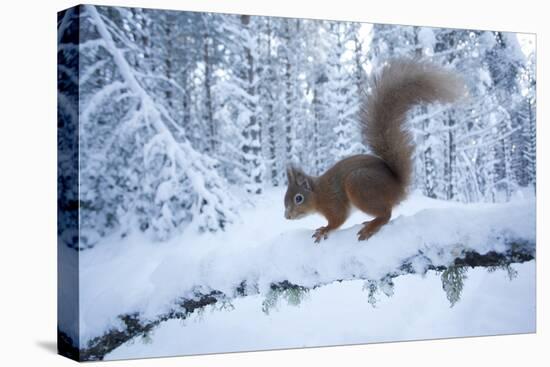 Red Squirrel (Sciurus Vulgaris) on Snow-Covered Branch in Pine Forest, Highlands, Scotland, UK-Peter Cairns-Premier Image Canvas