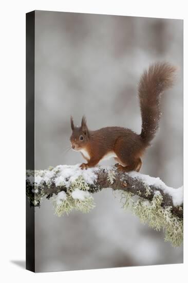 Red Squirrel (Sciurus Vulgaris) on Snowy Branch in Forest, Cairngorms Np, Scotland, UK, December-Peter Cairns-Premier Image Canvas