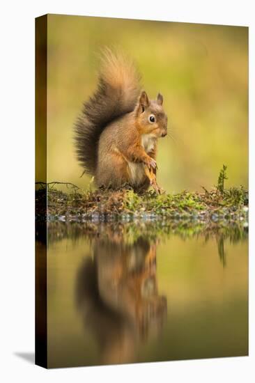 Red squirrel (Sciurus vulgaris) reflection, Yorkshire Dales, Yorkshire, England, United Kingdom, Eu-Kevin Morgans-Premier Image Canvas