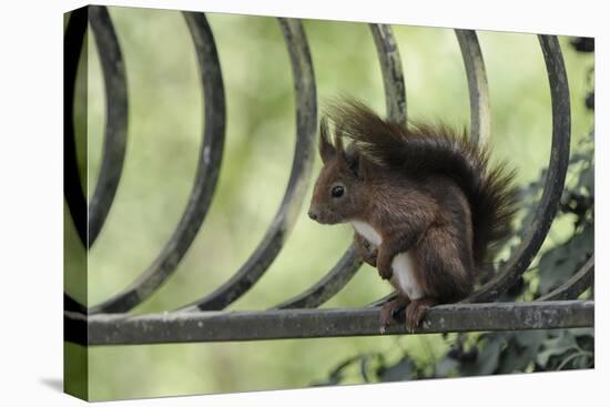 Red Squirrel (Sciurus Vulgaris) Sitting on Metal Railing, Vosges, France, April-Fabrice Cahez-Premier Image Canvas