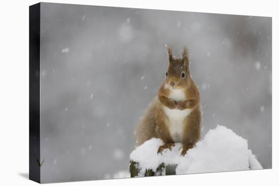 Red Squirrel Sitting on Snow Covered Tree Stump, Glenfeshie, Cairngorms Np, Scotland, February-Cairns-Premier Image Canvas