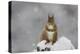 Red Squirrel Sitting on Snow Covered Tree Stump, Glenfeshie, Cairngorms Np, Scotland, February-Cairns-Premier Image Canvas