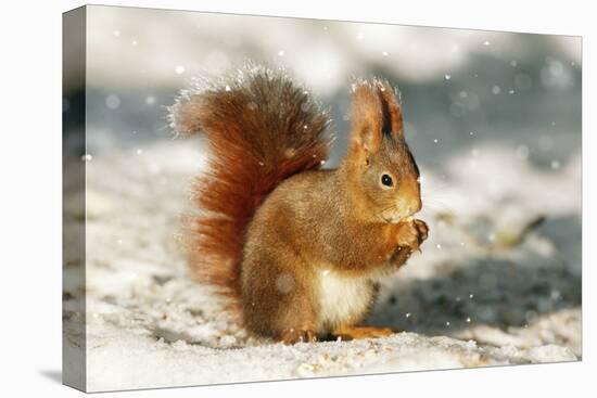 Red Squirrel-null-Premier Image Canvas