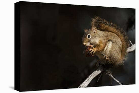 Red Squirrel-Ken Archer-Premier Image Canvas