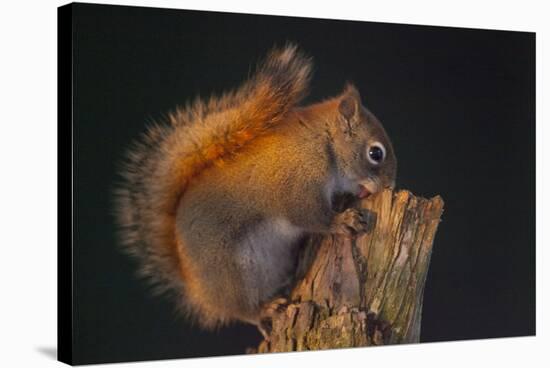 Red Squirrel-Andre Villeneuve-Stretched Canvas