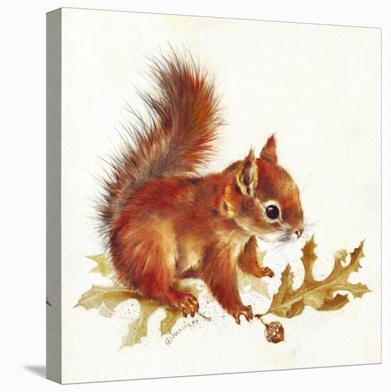 Red Squirrel-Peggy Harris-Premier Image Canvas