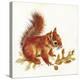 Red Squirrel-Peggy Harris-Premier Image Canvas