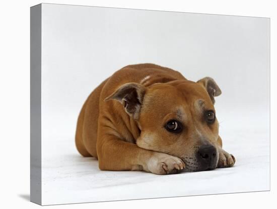 Red Staffordshire Bull Terrier Bitch, 3 Years Old, Lying with Head Down-Jane Burton-Premier Image Canvas