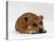 Red Staffordshire Bull Terrier Bitch, 3 Years Old, Lying with Head Down-Jane Burton-Premier Image Canvas