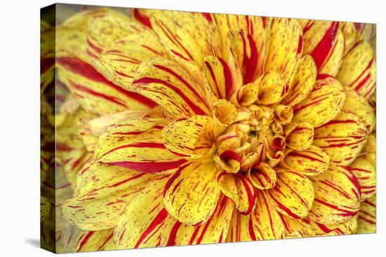 Red Striped Dahlia-George Johnson-Premier Image Canvas