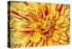 Red Striped Dahlia-George Johnson-Premier Image Canvas