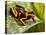 Red Striped Poison Dart Frog-kikkerdirk-Premier Image Canvas