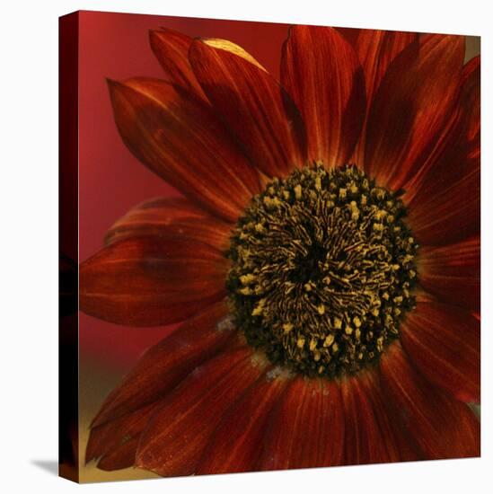 Red Sunflower Close-up-Anna Miller-Premier Image Canvas