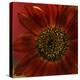 Red Sunflower Close-up-Anna Miller-Premier Image Canvas