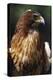 Red Tail Hawk-null-Premier Image Canvas