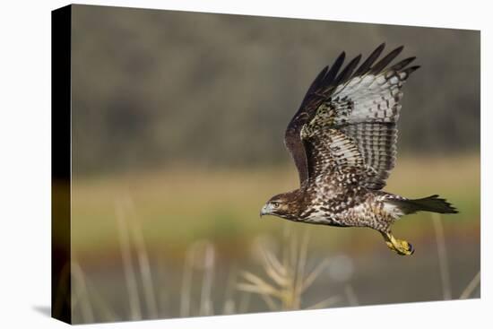 Red-tail Hawk-Ken Archer-Premier Image Canvas