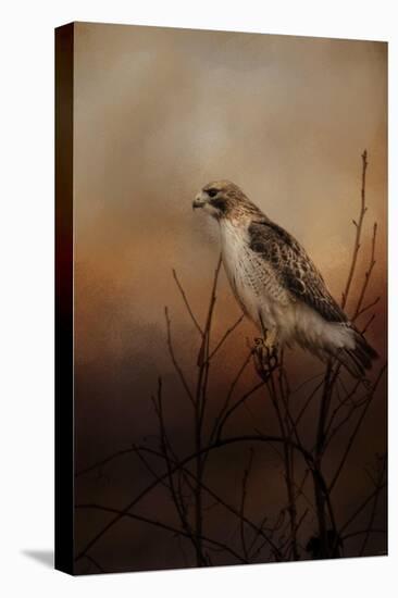 Red Tail in Wait-Jai Johnson-Premier Image Canvas