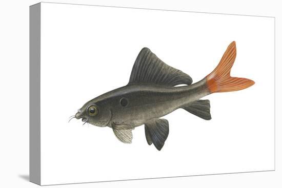 Red-Tailed Black "Shark" (Labeo Bicolor), Fishes-Encyclopaedia Britannica-Stretched Canvas