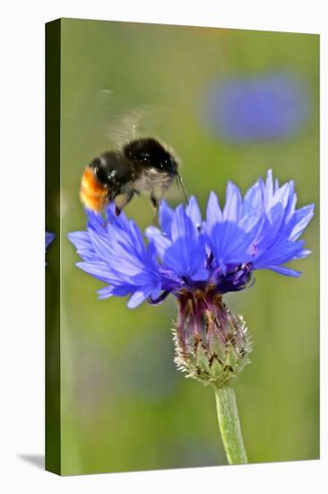 Red-Tailed Bumblebee and Cornflower-null-Premier Image Canvas