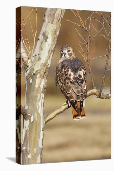 Red-Tailed Hawk Adult-null-Premier Image Canvas