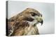 Red Tailed Hawk, an American Raptor, Bird of Prey, United Kingdom, Europe-Janette Hill-Premier Image Canvas