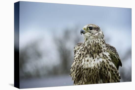 Red Tailed Hawk, an American Raptor, Bird of Prey, United Kingdom, Europe-Janette Hill-Premier Image Canvas