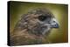 Red Tailed Hawk at Reelfoot-Jai Johnson-Premier Image Canvas