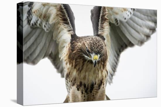 Red-Tailed Hawk (Buteo Jamaicensis), Bird of Prey, England, United Kingdom-Janette Hill-Premier Image Canvas