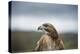 Red-Tailed Hawk (Buteo Jamaicensis), Bird of Prey, Herefordshire, England, United Kingdom-Janette Hill-Premier Image Canvas