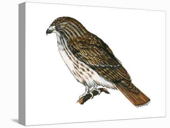 Red-Tailed Hawk (Buteo Jamaicensis), Birds-Encyclopaedia Britannica-Stretched Canvas