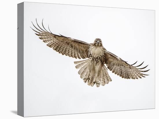 Red-tailed hawk (Buteo jamaicensis) doing a fly by.-Michael Scheufler-Premier Image Canvas