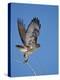 Red-Tailed Hawk (Buteo Jamaicensis) Taking Off-James Hager-Premier Image Canvas