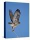 Red-Tailed Hawk (Buteo Jamaicensis) Taking Off-James Hager-Premier Image Canvas