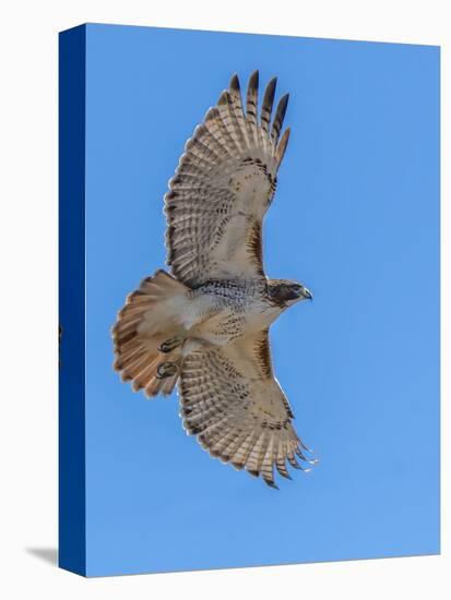 Red-tailed hawk doing a fly by-Michael Scheufler-Premier Image Canvas