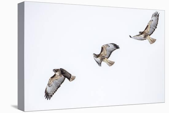 Red tailed hawk in flight sequence at Ninepipe WMA, Ronan, Montana, USA.-Chuck Haney-Premier Image Canvas