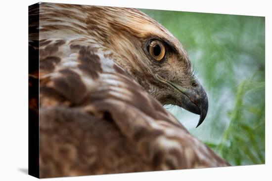 Red tailed hawk juvenile female, head portrait, Texas, USA-Karine Aigner-Premier Image Canvas