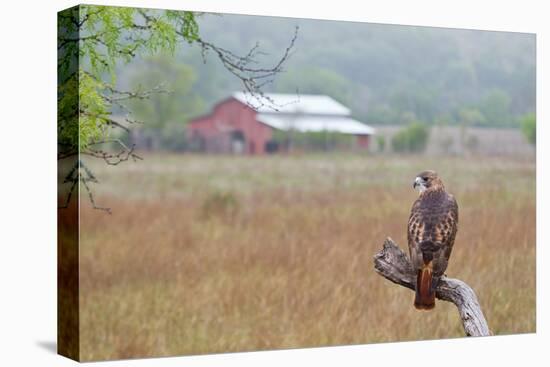 Red-tailed Hawk perched.-Larry Ditto-Premier Image Canvas