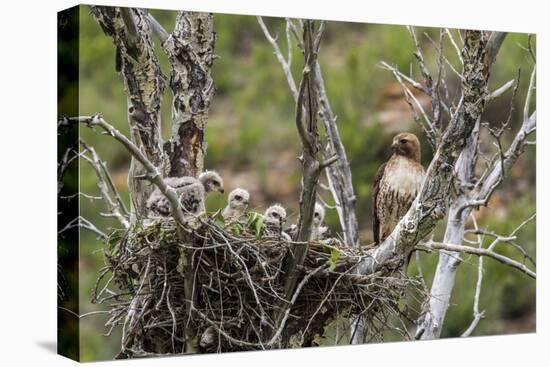 Red-Tailed Hawk with Four Chicks in Nest Near Stanford, Montana, Usa-Chuck Haney-Premier Image Canvas